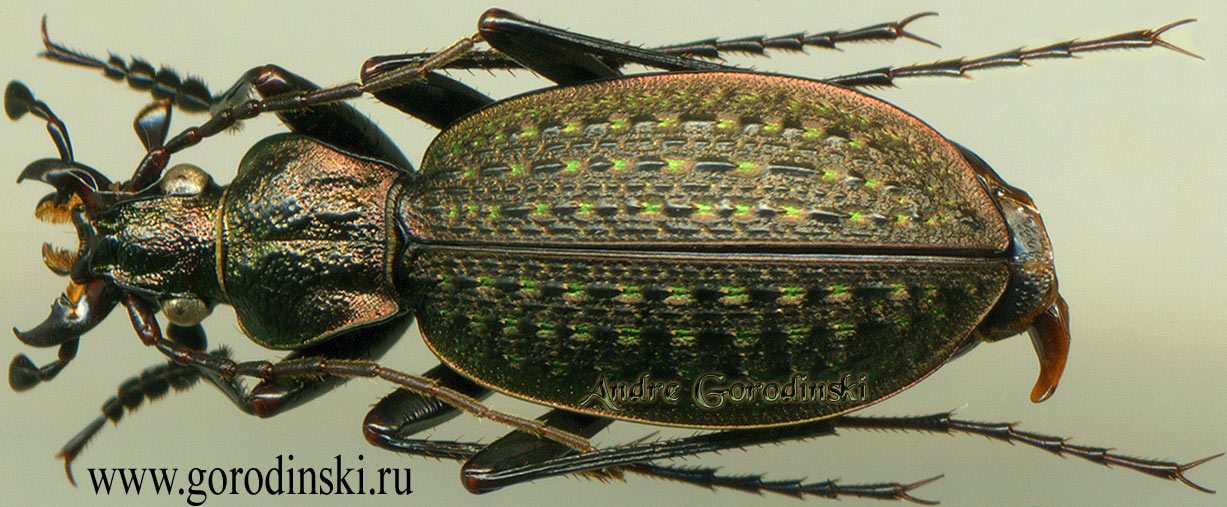 http://www.gorodinski.ru/carabus/Eccoptolabrus exiguus wudumontanus.jpg